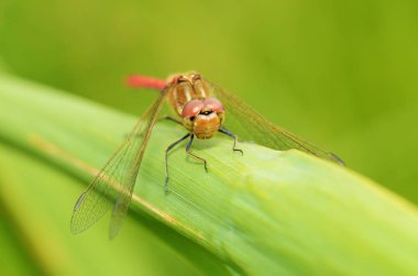 Yusufçuk bitki kök üzerinde oturuyor. Bu böcek su organları yaşıyor.