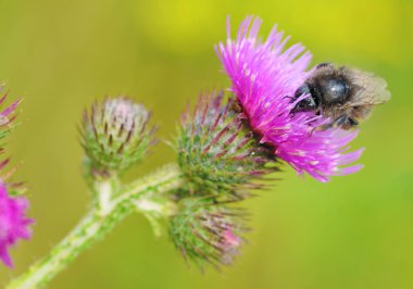Bir yaban arısı bir çiçek nektar toplar. Isınma ile böcekler hayatı daha aktif oldu.