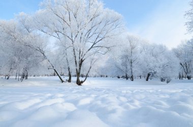 Doğal peyzaj Park.On yere ve ağaçlar kar çok. Güzel ve soğuk kış.