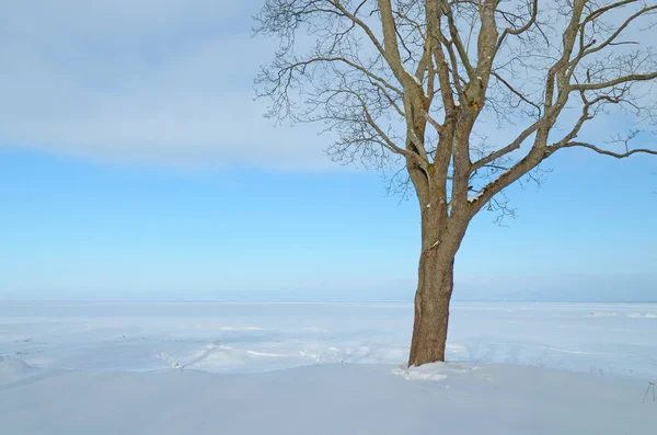 Natuurlijke Landschap Park Grond Bomen Zit Alot Van Sneeuw Mooie — Stockfoto