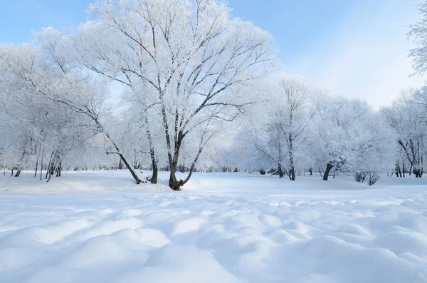 Naturlandschaft Park Auf Dem Boden Und Den Bäumen Liegt Viel — Stockfoto