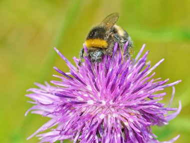 Bir yaban arısı bir çiçek nektar toplar. Isınma ile böcekler hayatı daha aktif oldu.