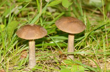 Sonbahar geldi. Bu yenilebilir mantar toplama zamanı.