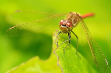 Yusufçuk bitki kök üzerinde oturuyor. Bu böcek su organları yaşıyor.
