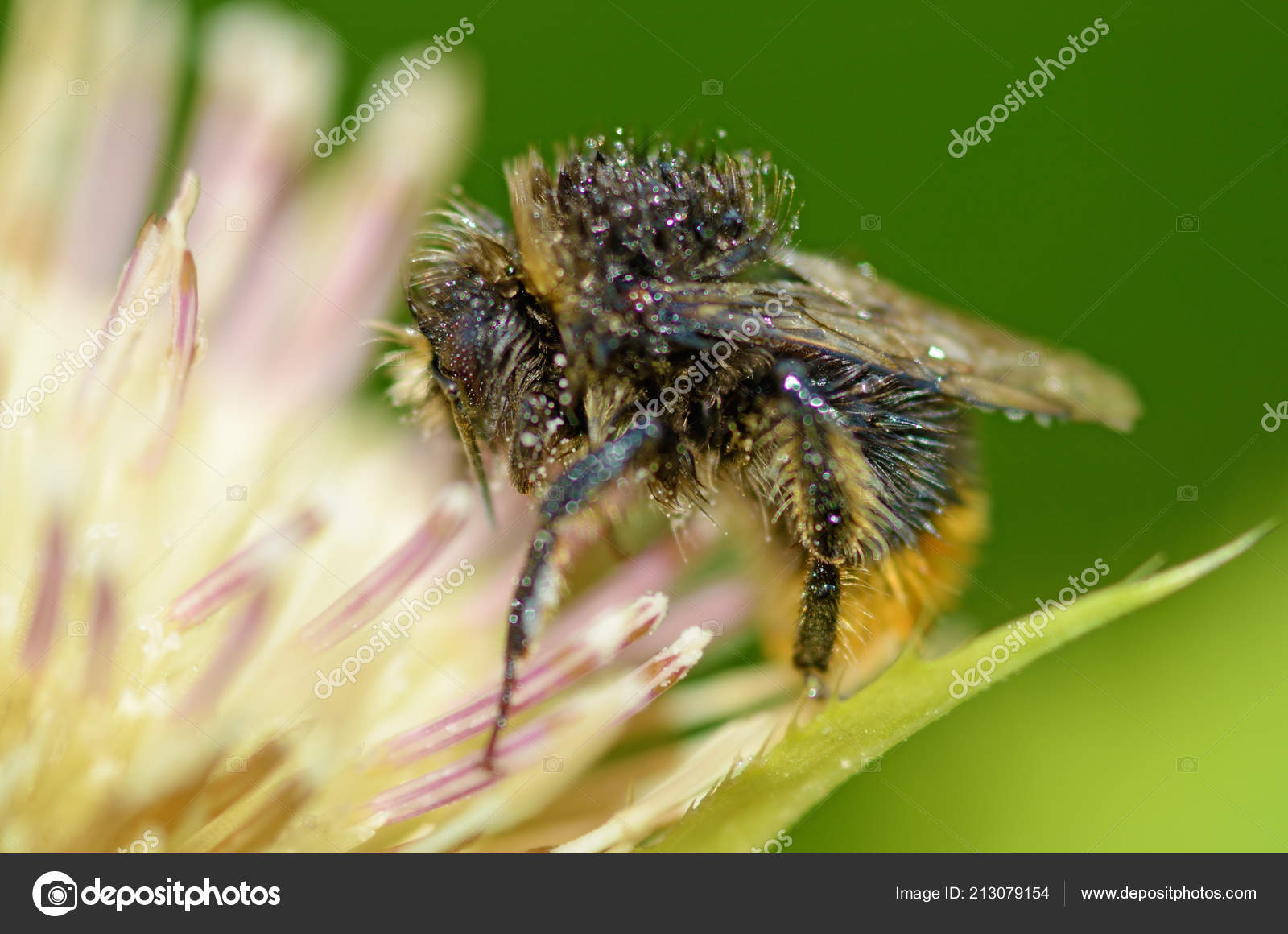 BUMBLEBEE DA SCARICA