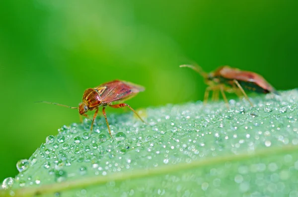 Wandluis Zit Een Blad Ochtend Het Gras Bedekt Met Dauw — Stockfoto