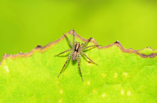 Sommerliche Insektenaktivität Eine Spinne Strickt Ein Netz — Stockfoto