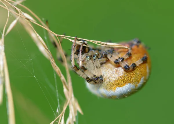 Summer activity of insects.A spider knits a web.