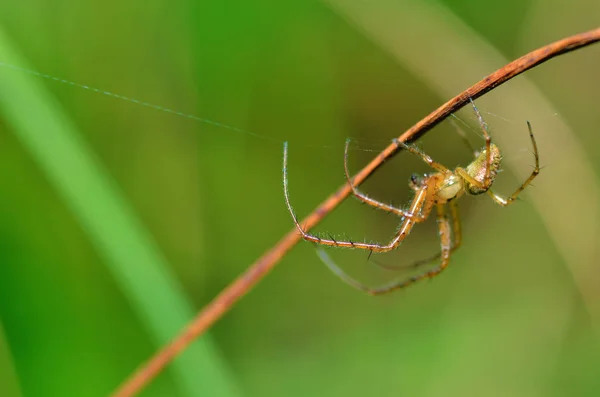 Summer Activity Insects Spider Knits Web — Stock Photo, Image