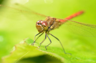 Yusufçuk bitki kök üzerinde oturuyor. Bu böcek su organları yaşıyor.