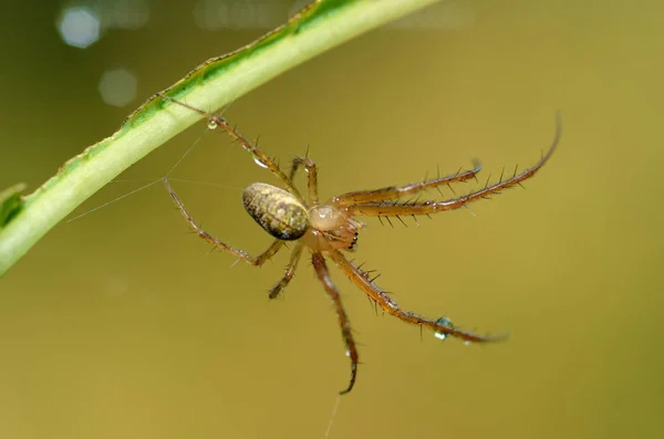 Böceklerin Yaz Etkinliği Örümcek Örer — Stok fotoğraf