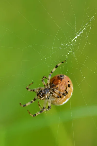 Summer activity of insects.A spider knits a web.
