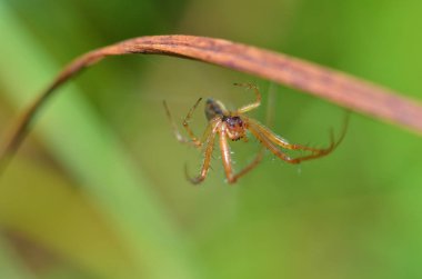 Böceklerin yaz etkinliği. Örümcek ağ örer..