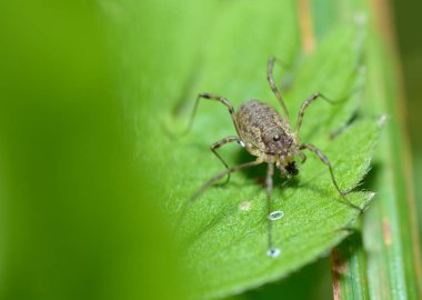Böceklerin yaz etkinliği. Örümcek ağ örer..