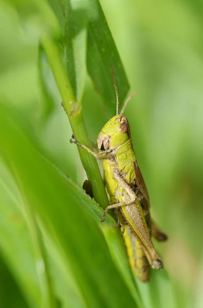 Insecte Est Invisible Parmi Les Plantes — Photo