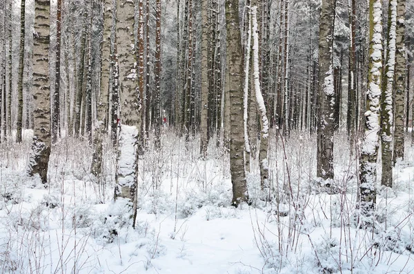 Είναι Κρύο Και Ψυχρός Χειμώνας Μέσα Στο Δάσος Εκεί Βρίσκεται — Φωτογραφία Αρχείου