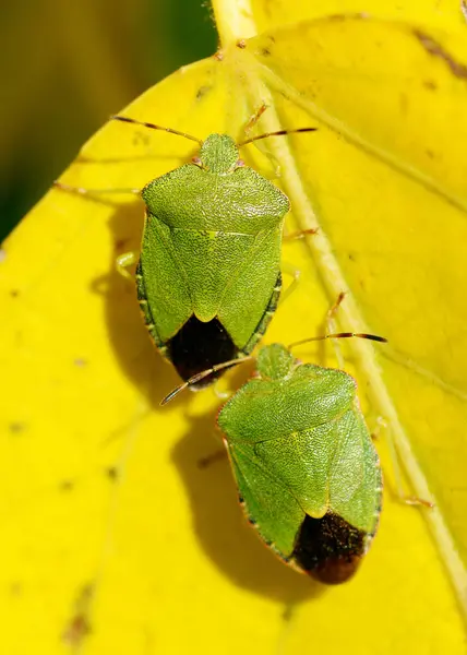 Forest Insect Zittend Een Tak Hij Jaagt Prooi Het Een — Stockfoto