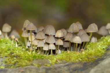 Kütükleri üzerinde ormanda ve mantar büyümek. Birçoğu mantarlar. Bu yenilebilir mantar değil.