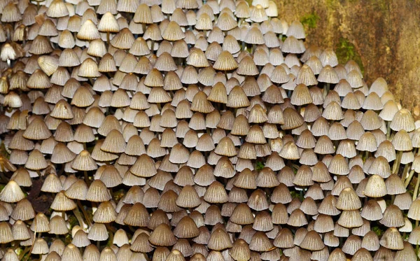 여자에 숲에서 Toadstools 그들의 많은입니다 이것은 — 스톡 사진