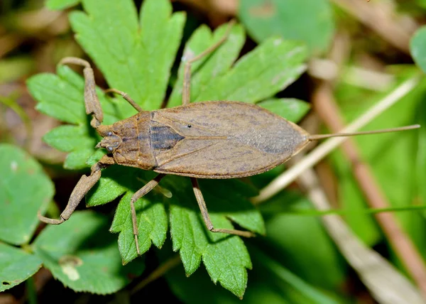 Water Scorpion Ligt Het Gras Het Een Zoetwater Bug — Stockfoto