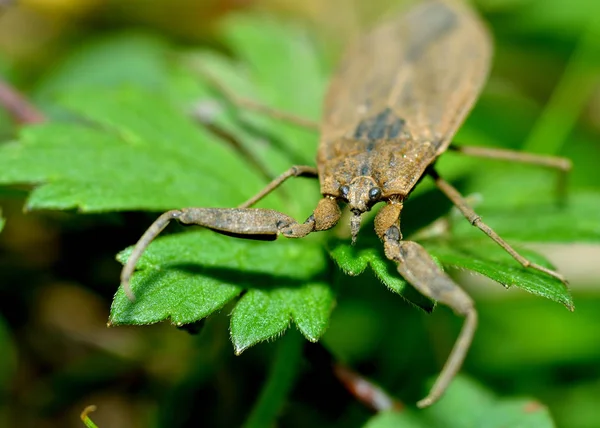 Scorpione Dell Acqua Giace Nell Erba Insetto Acqua Dolce — Foto Stock