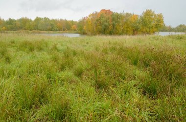 Park.Dry çim sonbahar manzara rüzgarda virajlı.