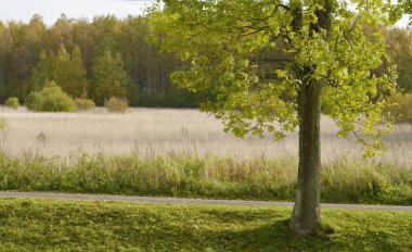 Yolun kenarında büyüyen ağaç. Yapraklarını güneş tarafından aydınlatılmış.