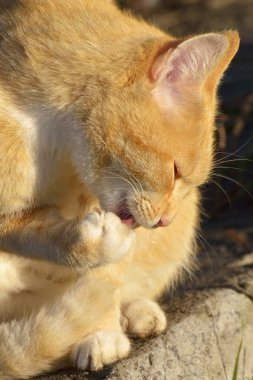 Kedi güneşte yıkar. Dil kürk yalıyor.