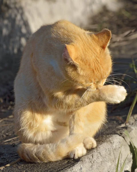 Gato Lava Sol Língua Lambe Sua Pele — Fotografia de Stock