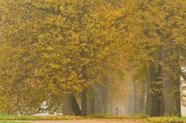 Park.The yaprakları ağaçlarda sonbahar manzara çok renkli bir renk var.