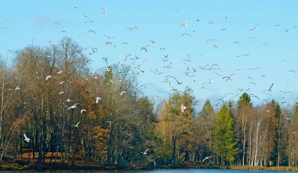 Ein Schwarm Möwen Fliegt Den Himmel Sie Fliegen Von Einem — Stockfoto