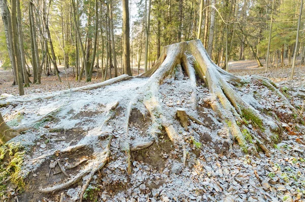 Alter Morscher Baumstumpf War Von Einem Gefällten Baum Übrig — Stockfoto