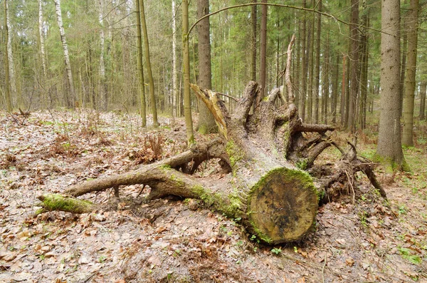 Alter Morscher Baumstumpf War Von Einem Gefällten Baum Übrig — Stockfoto