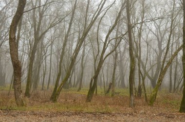 Sonbahar Sisli sabah. Dışarısı soğuk. Bitkiler frost ile kaplıdır.
