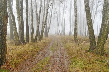 Sonbahar Sisli sabah. Dışarısı soğuk. Bitkiler frost ile kaplıdır.