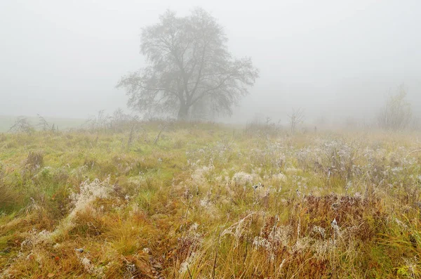 Nebliger Morgen Herbst Draußen Ist Kalt Die Pflanzen Sind Mit — Stockfoto