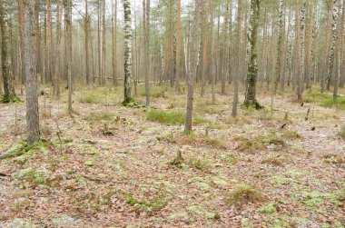 Ormanın içinde yaban hayatı. Çam ve diğer ağaçlar etrafında yükselen.