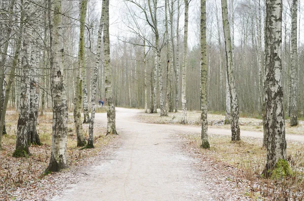 Береза Grove Зимовий Період Кора Дерева Має Чорний Білий Колір — стокове фото