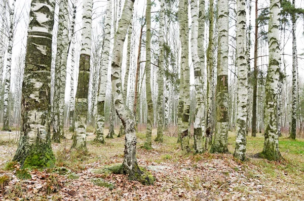 Brzozowy Gaj Zimie Kora Drzew Kolor Biało Czarny — Zdjęcie stockowe