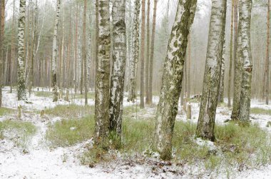 Huş ağacı kış koruda. Ağaç kabuğu siyah ve beyaz renk vardır.