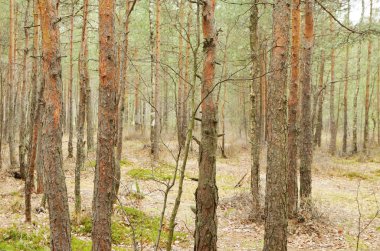 Ormanın içinde yaban hayatı. Çam ve diğer ağaçlar etrafında yükselen.