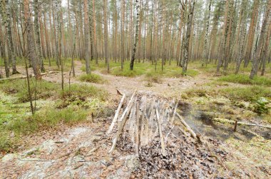 Ormanın içinde yaban hayatı. Çam ve diğer ağaçlar etrafında yükselen.
