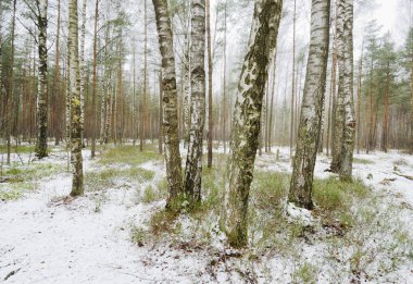 Huş ağacı kış koruda. Ağaç kabuğu siyah ve beyaz renk vardır.