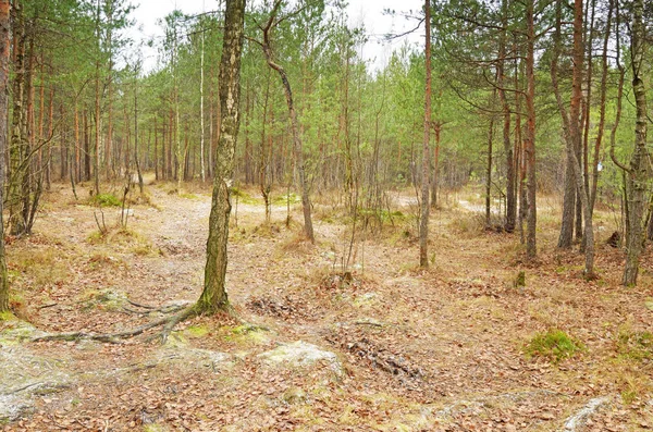 Wildtiere Wald Ringsum Wachsen Kiefern Und Andere Bäume — Stockfoto