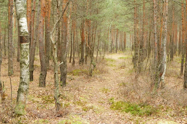 Wildtiere Wald Ringsum Wachsen Kiefern Und Andere Bäume — Stockfoto