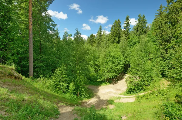 Hojas Jóvenes Sobre Árboles Hierba Verde Adornan Paisaje Natural — Foto de Stock