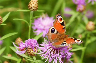 Çayırda çeşitli yabani Çiçekler büyür. Kelebek içecek nektar çiçek üzerinden.