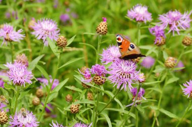 Çayırda çeşitli yabani Çiçekler büyür. Kelebek içecek nektar çiçek üzerinden.
