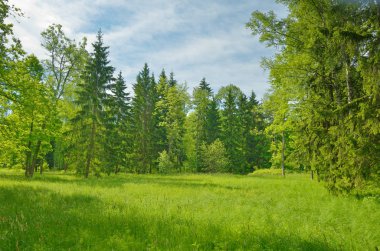 Güzel orman manzara. Yeşil çayırlar bloom ağaçlar büyümek.