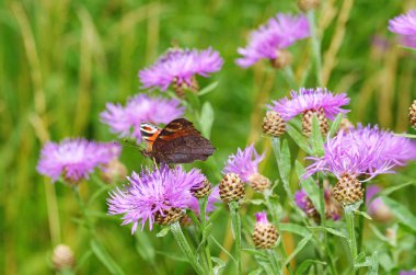 Çayırda çeşitli yabani Çiçekler büyür. Kelebek içecek nektar çiçek üzerinden.